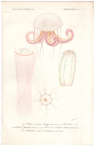 Jellyfish